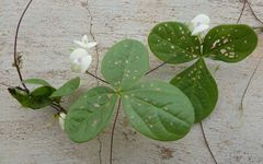 Macrotyloma biflorum