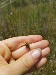 Xyris stenotera