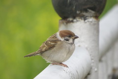 Passer montanus