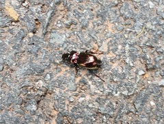 Pterostichus burmeisteri