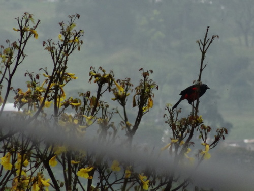 Red-bellied Grackle (Hypopyrrhus pyrohypogaster), photo 9