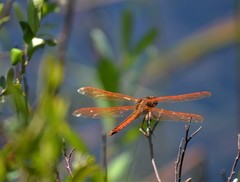 Libellula auripennis