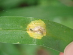 Puccinia sessilis