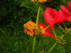 Warszewiczia coccinea