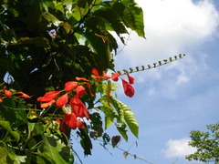 Warszewiczia coccinea