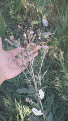 Cirsium arvense vestitum