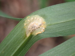 Puccinia sessilis