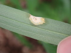 Puccinia sessilis