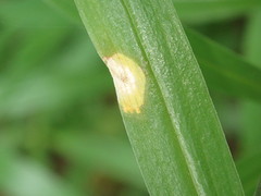 Puccinia sessilis