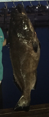 Mycteroperca bonaci