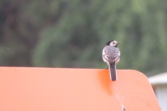 Motacilla alba
