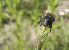 Anisoplia austriaca