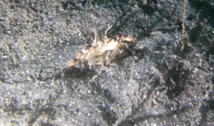 Achelous xantusii