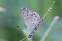 Zizina otis antanossa