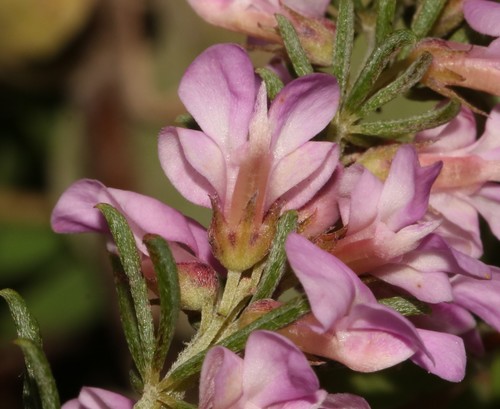 Image of Indigofera pappei by (c) Brian du Preez, some rights reserved (CC BY-SA)