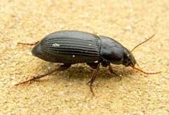 Harpalus flavicornis