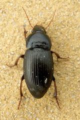 Harpalus flavicornis
