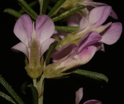 Image of Indigofera pappei by (c) Brian du Preez, some rights reserved (CC BY-SA)
