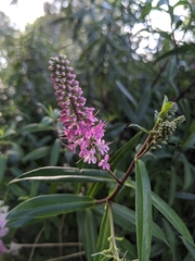 Veroniceae
