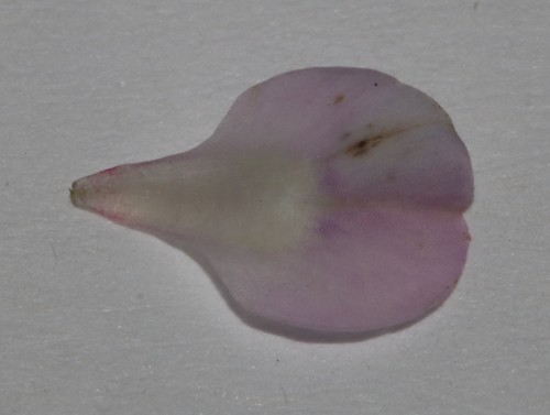 Image of Indigofera pappei by (c) Brian du Preez, some rights reserved (CC BY-SA)