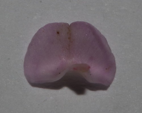 Image of Indigofera pappei by (c) Brian du Preez, some rights reserved (CC BY-SA)