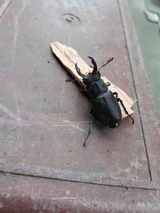 Lucanus cervus turcicus