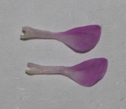 Image of Indigofera pappei by (c) Brian du Preez, some rights reserved (CC BY-SA)
