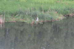 Chroicocephalus ridibundus