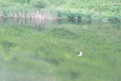 Chroicocephalus ridibundus