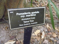 Pomaderris apetala maritima