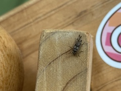Graphopsocus cruciatus
