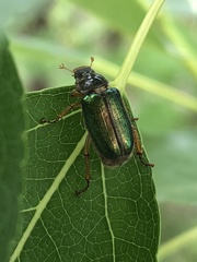 Dichelonyx canadensis