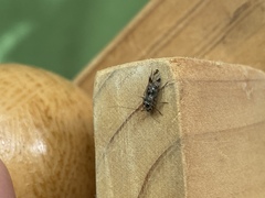 Graphopsocus cruciatus