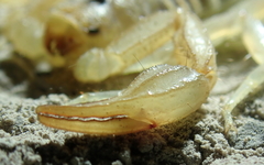 Paruroctonus variabilis