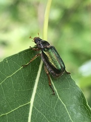 Dichelonyx canadensis