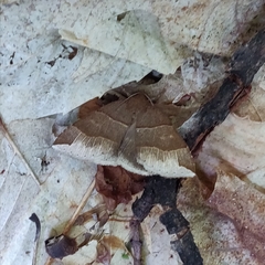 Parallelia bistriaris
