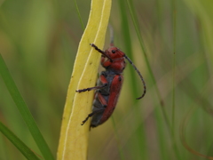 Tetraopes texanus