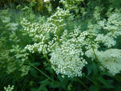 Filipendula ulmaria