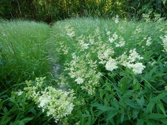 Filipendula ulmaria