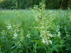 Filipendula ulmaria