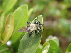Laphria posticata