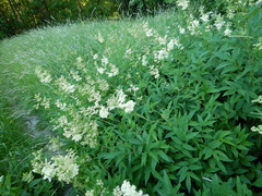 Filipendula ulmaria