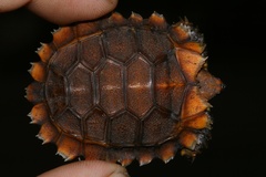 Kinixys erosa