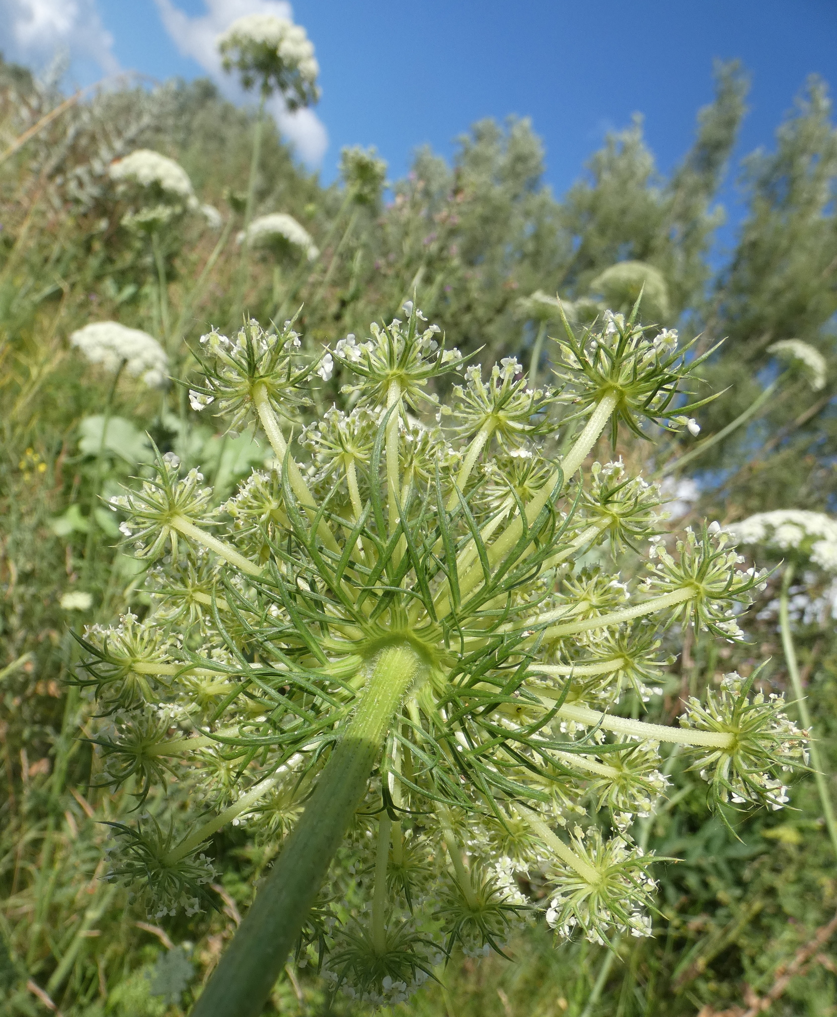 Photos of wild carrot (Daucus carota) · iNaturalist