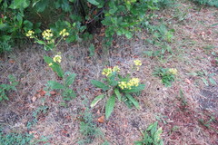 Bunias orientalis