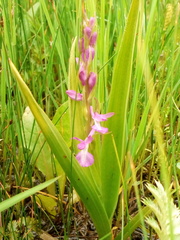 Anacamptis palustris elegans