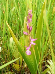 Anacamptis palustris elegans