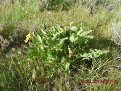 Balsamorhiza