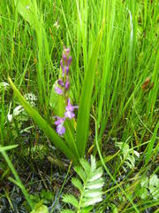 Anacamptis palustris elegans