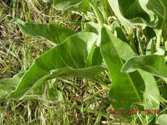 Balsamorhiza